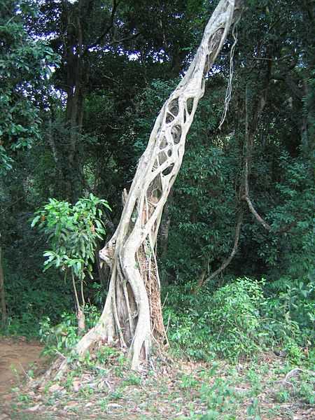 Strangler tree