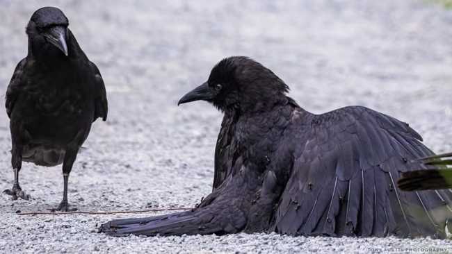 an anting crow