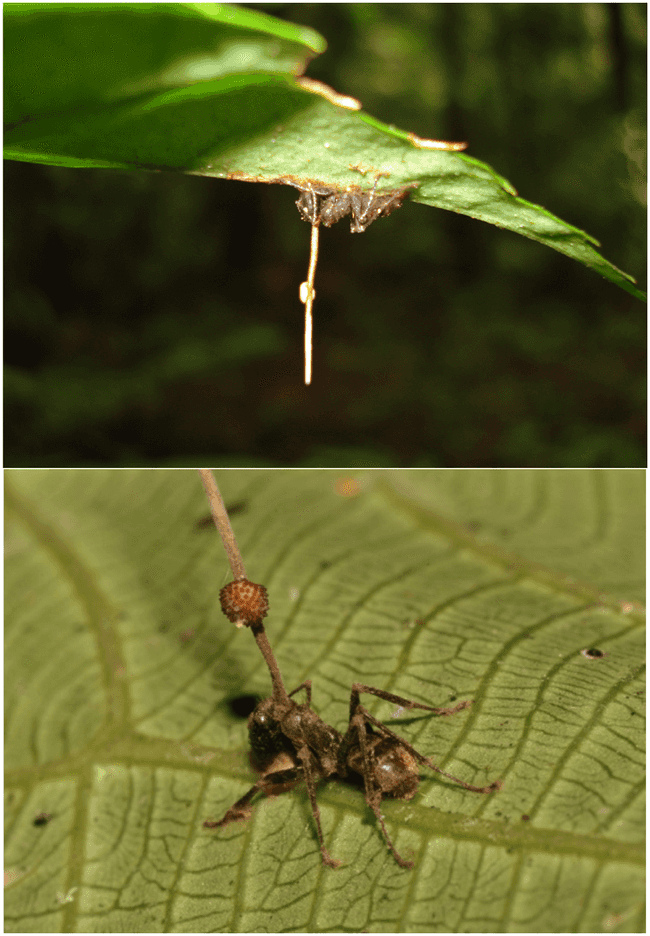 Ophiocordyceps unilateralis