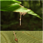 Mind Controlling Fungi - Ophiocordyceps unilateralis