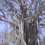 Strangler Fig